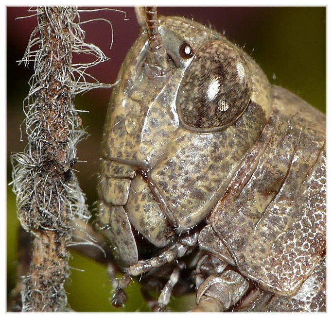 Ma che occhi grandi che hai............(due)